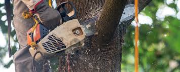 Best Arborist Consultation Services  in Newberry, SC