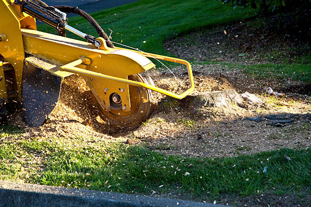 Best Aeration Services  in Newberry, SC